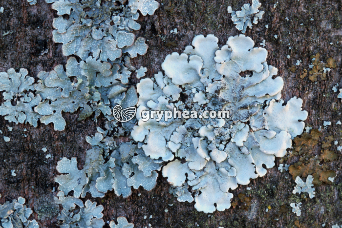 Parmélie (Lichen) - gryphea.org